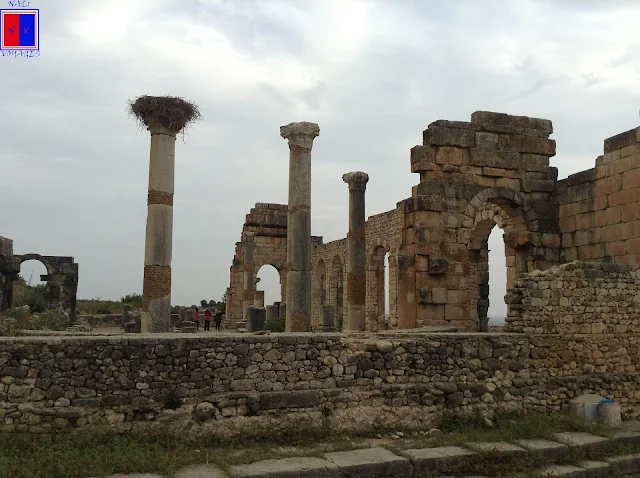 VOLUBILIS