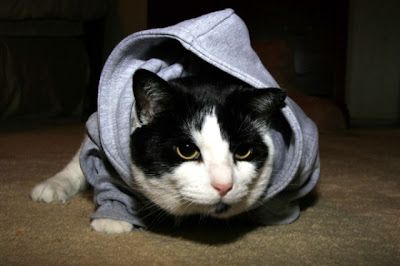 Cute Kittens In Hoodies Seen On www.coolpicturegallery.us