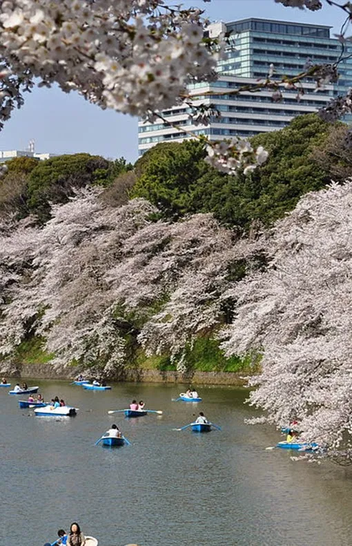 Chidorigafuchi blessom, japan