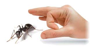  Pest Control Services For Ant In Ahmedabad