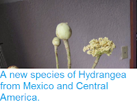 http://sciencythoughts.blogspot.co.uk/2014/03/a-new-species-of-hydrangea-from-mexico.html