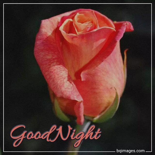 good night red rose