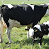 The benefits of dairy farming in practice in Kenya