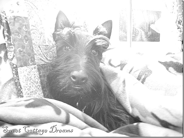 doogie 8