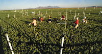 Arizona wheat field - Experiments using circles of white pipes blowing extra carbon dioxide over crops suggest that certain nutrients may dwindle in crops grown in a carbon-enhanced future atmosphere. Here, researchers in Arizona measure the growth of wheat (Credit: sciencenews.org) Click to Enlarge.