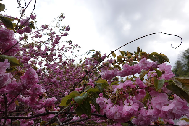 鳥取県西伯郡伯耆町小林 マウンテンストリームきしもと ヤエザクラ（八重桜）