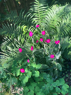 Lychnis Coronaria flowers popping up through a fern