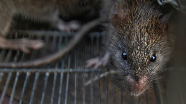 Bebé fue comida viva por ratas gigantes mientras su madre estaba de fiesta