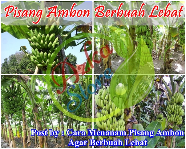 Cara Menanam Pisang Ambon Agar Berbuah Lebat