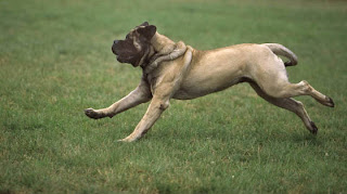 Beautiful wallpaper of running mastiff dog picture