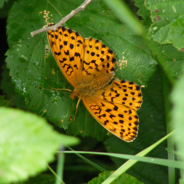 Marbled Fritillary Brenthis daphne, Loir et Cher, France. Photo by Loire Valley Time Travel.