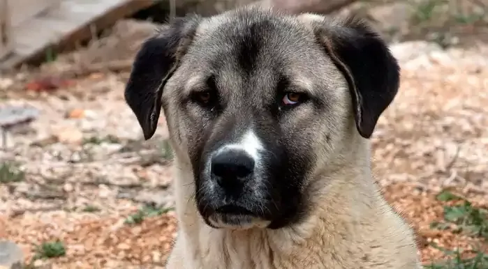 Anatolian Shepherd Dog Dog Breed