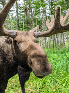 Close-up Of Eastern Moose