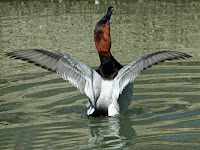 Canvasback drake, Sylvan Heights  Waterfowl Park, NC, by Dick Daniels