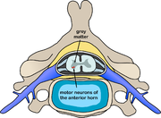 The location of motor neurons in the anterior horn cells of the spinal column.