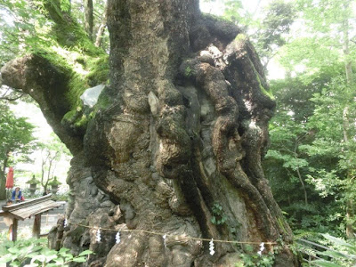 来宮神社の大クス