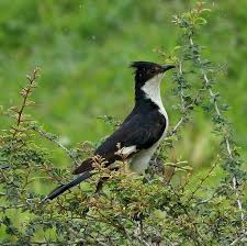 Jacobin Cuckoo- Bloggerkolkata