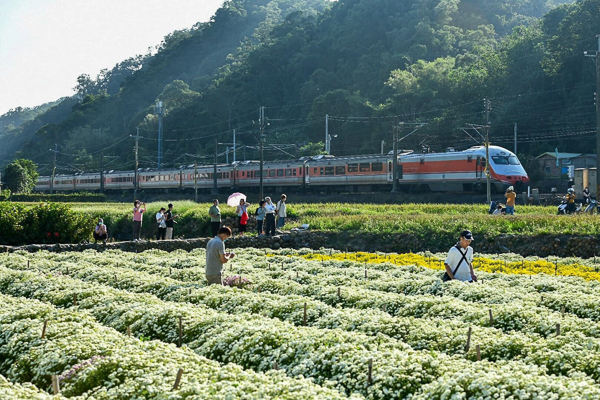 苗栗銅鑼杭菊11月雪，邱家古厝拍杭菊火車，菊祥如芋杭菊芋頭節