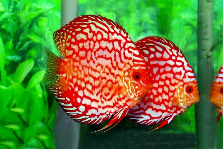 Penyakit Pada Ikan Discus Akuarium Ikan Hias