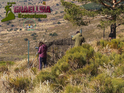 Observación del Lobo Ibérico en la Sierra de Guadarrama