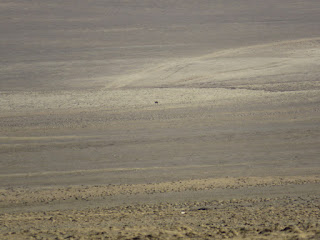 Vulpes ferrilata, Tibetan Sand Fox