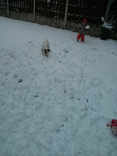 throwing snow with the dog