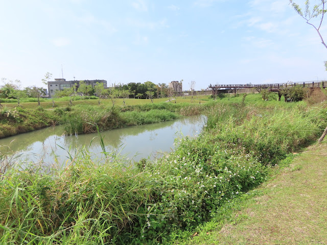 台北市士林區 - 雙溪濕地公園20240228小鷿鵜.褐頭鷦