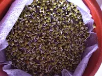 Brotos de feijão cultivar em casa