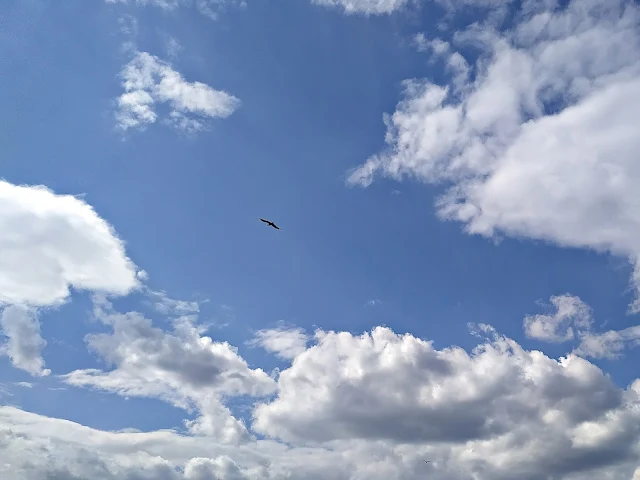 чайка в небе