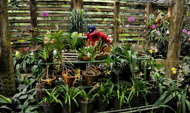 JARDÍN BOTÁNICO ORQUIDEARIO SOROA