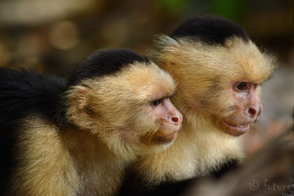 Valgepea kaputsiinahv, Cebus imitator, Panamanian white-faced capuchin, ahv, headed, Central American