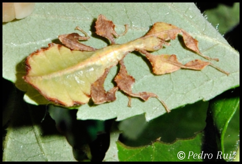 Ninfa L1 (a los 15 dias de nacer) de Phyllium bioculatum,  1,8 cm de longitud