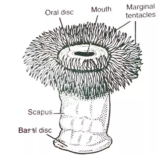 एक समुद्री ऐनीमॉन (A Sea Anemone-Metridium) : वर्गीकरण, लक्षण, चित्र का वर्णन|hindi