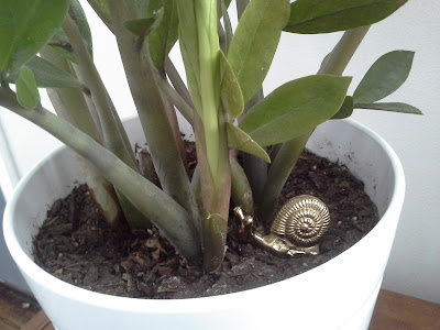 Gold snail succulents