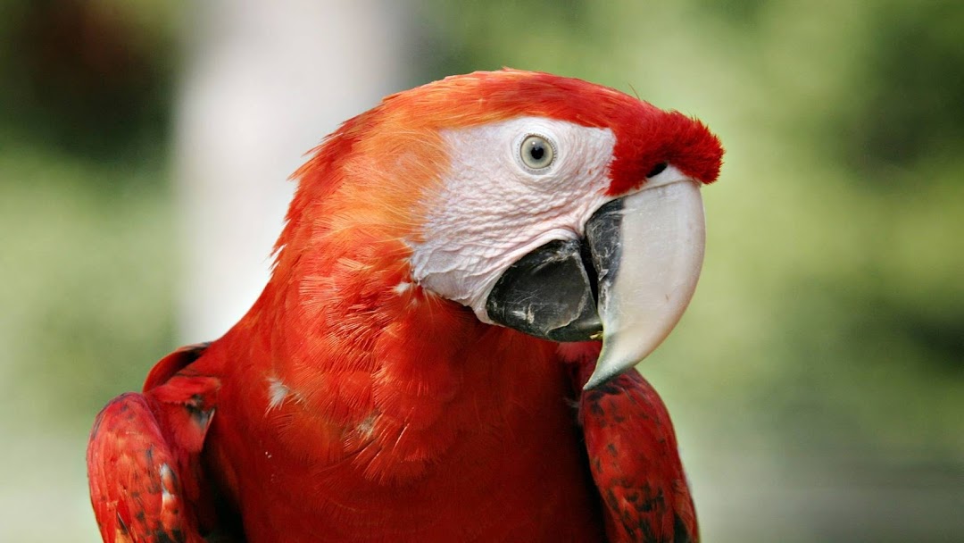 Red Parrot HD Wallpaper