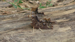 Polygonia c-album forma hutchinsoni DSC123936