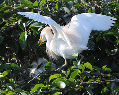 Cattle Egret (Bubulcus ibis)