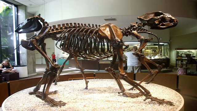 Short-faced Bear