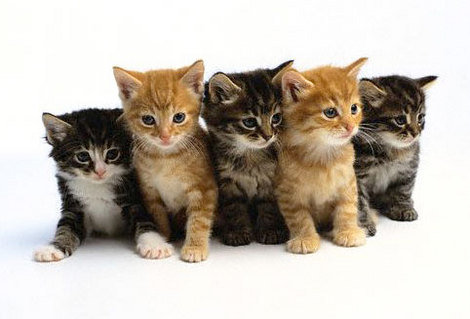 pictures of kittens and cats. pictures of kittens cats.