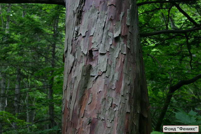 Тис остроконечный (Taxus cuspidata)