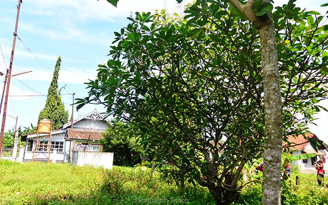 Pohon Kamboja yang tidak jauh dari Stasiun Lama Maguwo