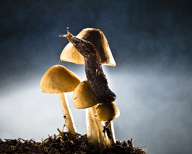 Species macro