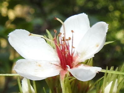 石斑木的花