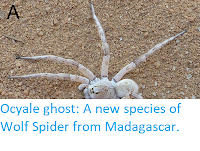 http://sciencythoughts.blogspot.co.uk/2017/11/ocyale-ghost-new-species-of-wolf-spider.html