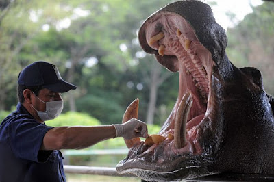 Animals at the Dentist Seen On www.coolpicturegallery.us