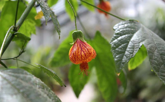 Flowering Maple Flowers Pictures