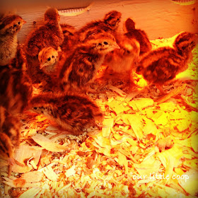 1 week old Coturnix quail chicks in brooder