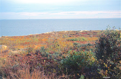 little bluestem, Schizachyrium scoparium 