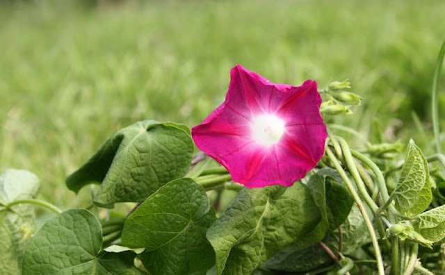 Morning Glory Flowers Pictures