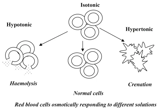 hemolysis of red blood cell in hypotonic solution